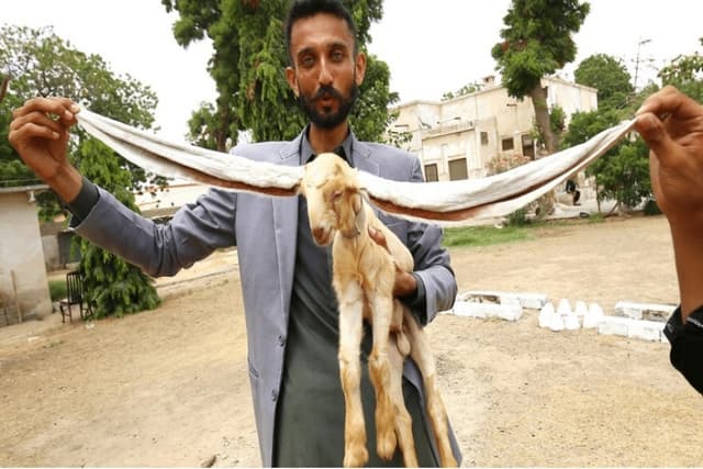 ১৯ ইঞ্চি লম্বা কান নিয়ে ছাগলের বাচ্চার জন্ম