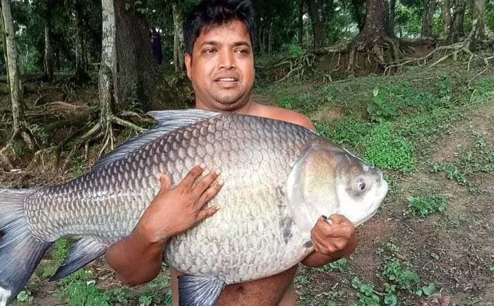 বরিশালের দুর্গা সাগর দিঘিতে ধরা পড়ল ৩০ কেজি ওজনের কাতল