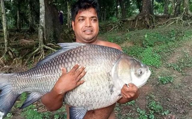 বরিশালের দুর্গা সাগর দিঘিতে ধরা পড়ল ৩০ কেজি ওজনের কাতল