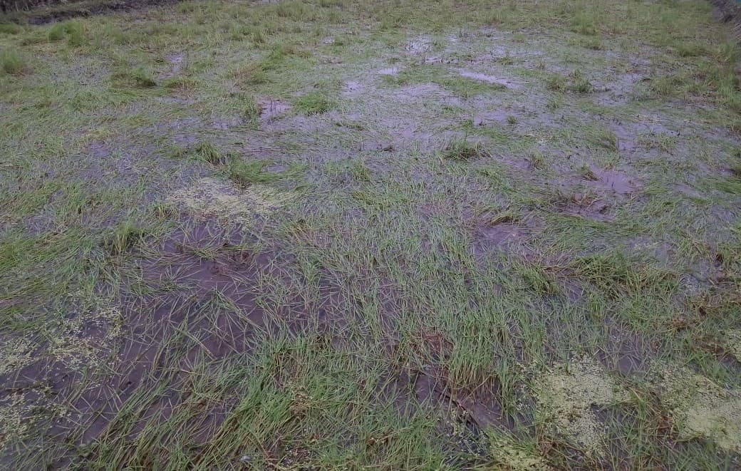 ভূরুঙ্গামারীতে বীজতলা নিয়ে দুশ্চিন্তায় কৃষক