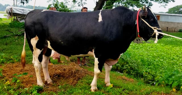 কোরবানীর জন্য প্রস্তুত নেত্রকোনার কালু শাহ্