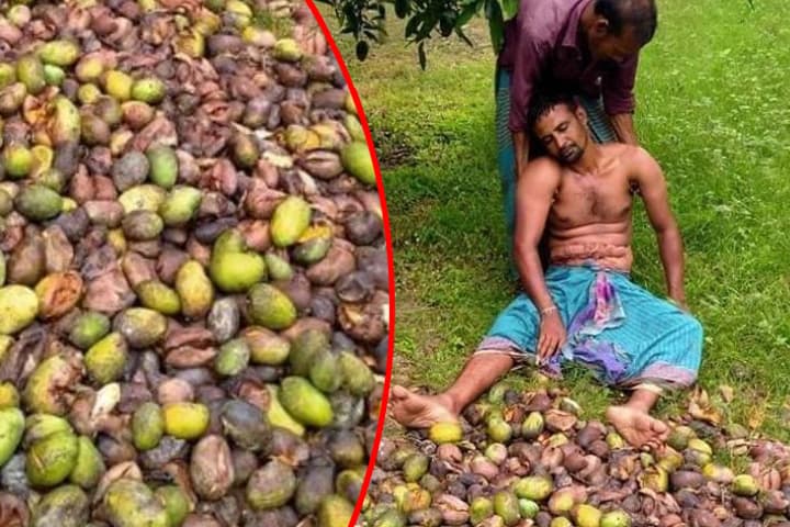 কঠোর লকডাউন, বাগানের নষ্ট আম দেখে জ্ঞান হারালেন চাষি