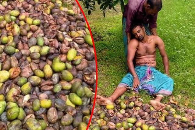 কঠোর লকডাউন, বাগানের নষ্ট আম দেখে জ্ঞান হারালেন চাষি