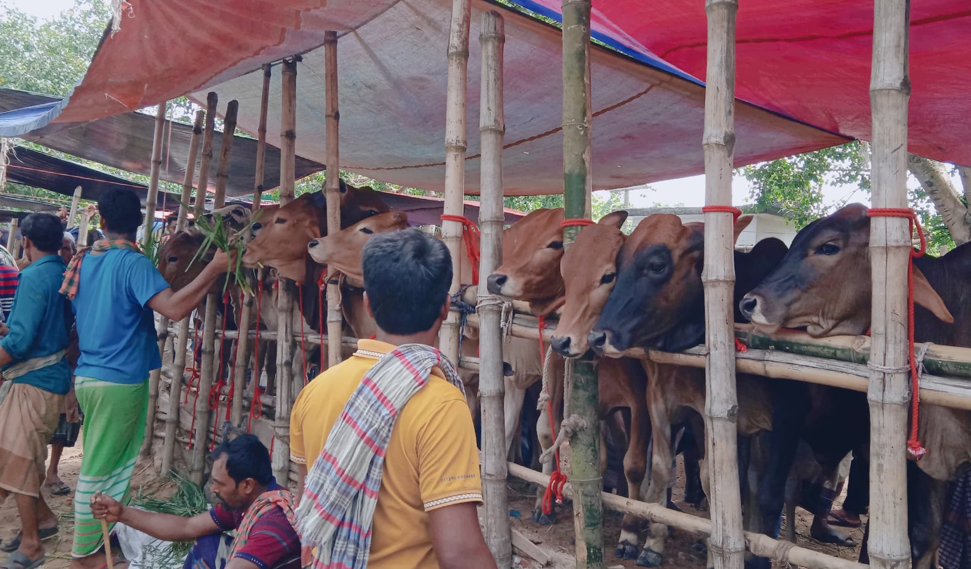 কোরবানির পশু কেনা-বেচা শুরু হয়নি মেহেরপুরে