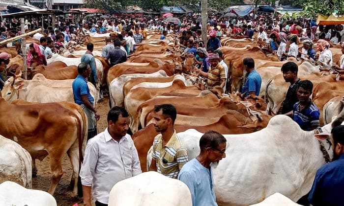 তিলপরিমাণ ঠাঁই নেই পাঁচবিবির গো-হাটে