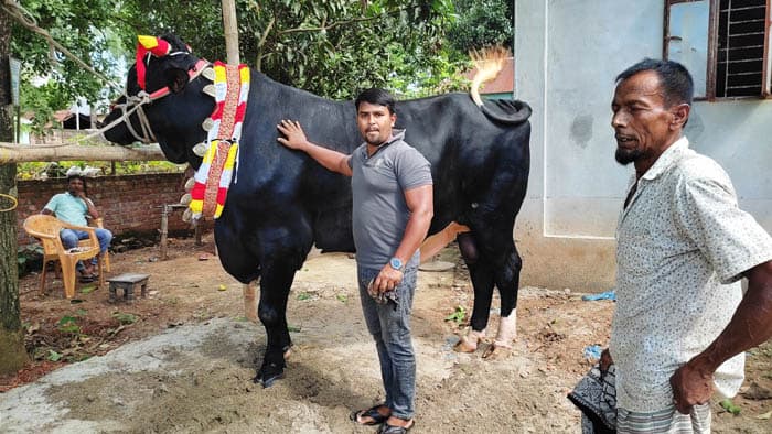 স্বাধীন মন্ডলের রাজা বাবু-ই সাভারের সব চেয়ে বড় গরু !