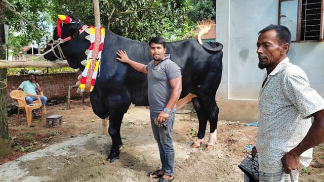 স্বাধীন মন্ডলের রাজা বাবু-ই সাভারের সব চেয়ে বড় গরু !