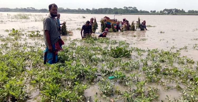 প্রাকৃতিক দুর্যোগে কপাল পুড়েছে পদ্মার বাদামচাষিদের