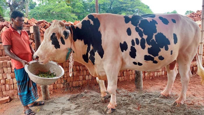 বরিশালে আলোড়ন তুলছে ২৫ মন ওজনের ‘তুফান’