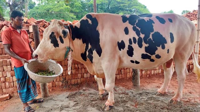 বরিশালে আলোড়ন তুলছে ২৫ মন ওজনের ‘তুফান’