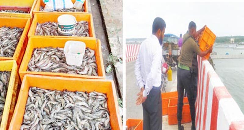 আশাশুনিতে বাগদা চিংড়ি জব্দ, জরিমানা