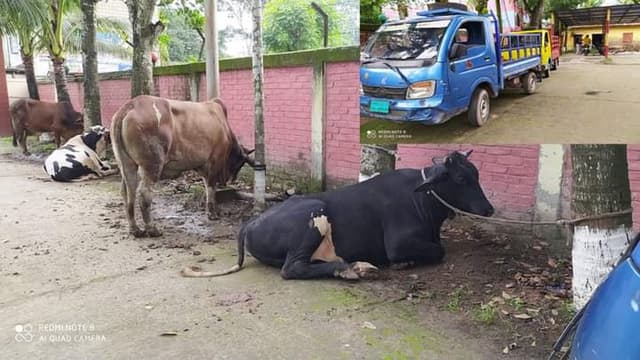 কালকিনিতে পিকাপসহ ৪টি গরু উদ্ধার, গ্রেফতার ৫