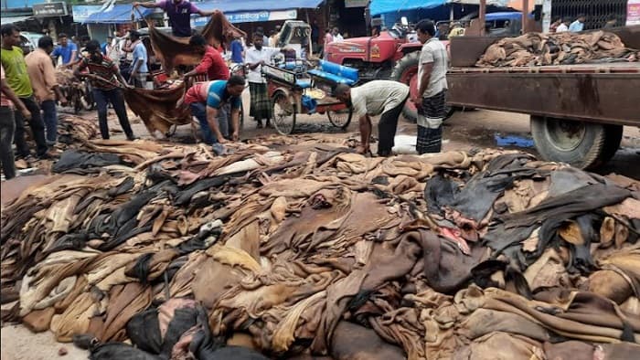 বাজারে ধস, বিপাকে মৌসুমী চামড়া ব্যবসায়ীরা