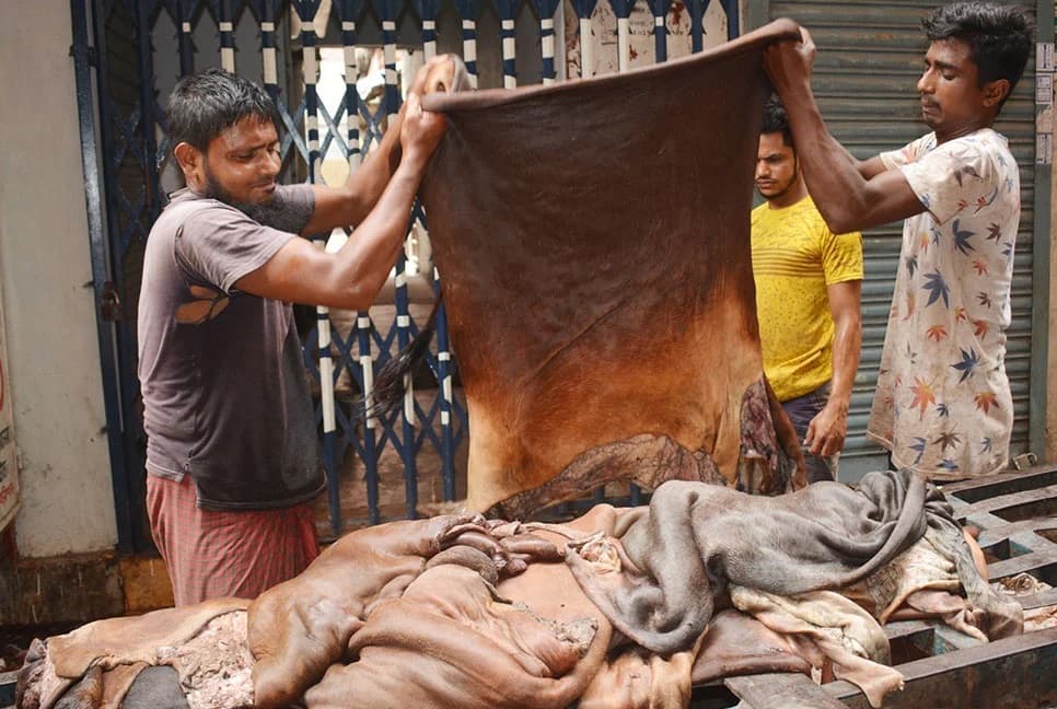 ঢাকায় সাড়ে ৪ লাখ চামড়া সংগ্রহ, লক্ষ্য পূরণের প্রত্যাশা