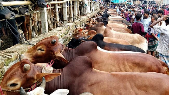 ১৬ নির্দেশনা মানতে হবে কুরবানির হাটে