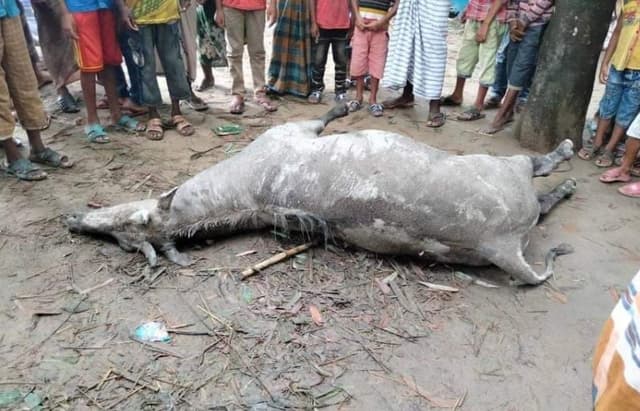 স্থানীয়দের ধাওয়া খেয়ে মারা গেল নীলগাই