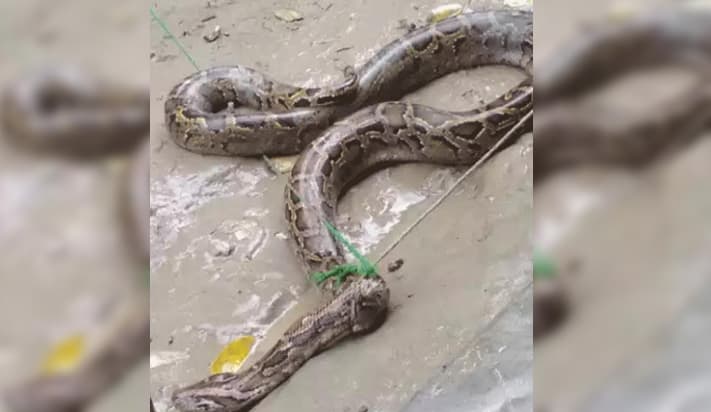 মঠবাড়িয়ায় ৮ ফুট দৈর্ঘ্যের অজগর উদ্ধার