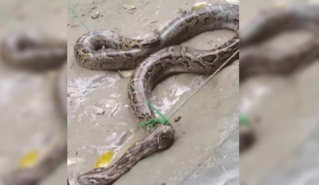 মঠবাড়িয়ায় ৮ ফুট দৈর্ঘ্যের অজগর উদ্ধার