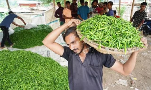 কাঁচা মরিচের দাম ঊর্ধ্বমুখী যে কারণে