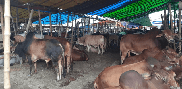 রাজধানীর গরুর হাটে নেই ক্রেতা