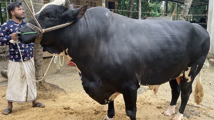 গাবতলীর হাটে গরীবের সম্পদ ‘শাহরুখ’ ও ‘শাকিব’!