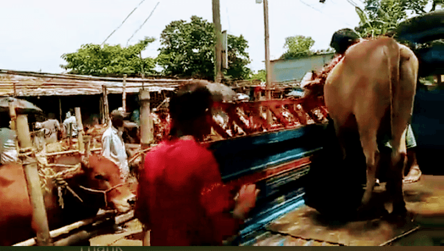 জমে উঠেছে সরাইলের কোরবানি হাট