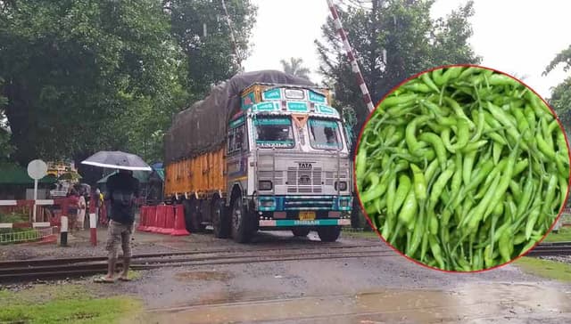লোকসানের অজুহাতে আমদানি বন্ধ, হিলিতে ফের বাড়লো কাঁচামরিচের দাম