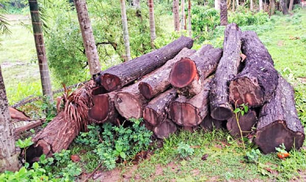 কাউখালীতে সড়কের পাশে ১২ লক্ষ টাকার সরকারি গাছ কাটার অভিযোগ