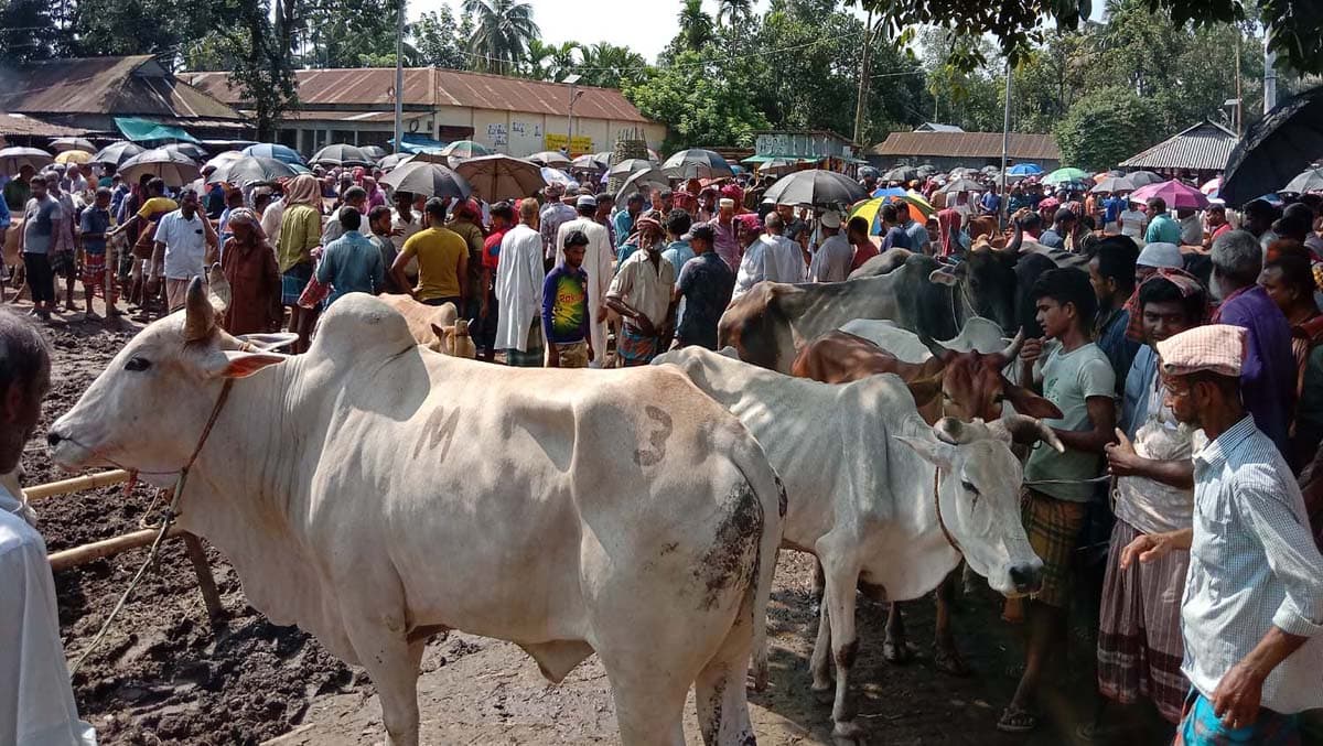 জমজমাট কোরবানির পশুর হাট, প্রস্তুত ২২ হাজার পশু