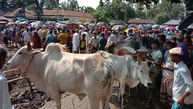 জমজমাট কোরবানির পশুর হাট, প্রস্তুত ২২ হাজার পশু