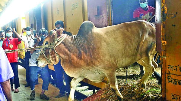 বিশেষ 'ক্যাটাল স্পেশাল ট্রেন'  ঢাকায় আসবে কোরবানির পশু