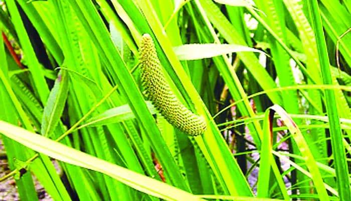 বরিশালে হোগলপাতা ও গুঁড়ির বাণিজ্যিক সম্ভাবনা