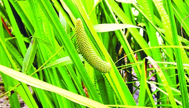 বরিশালে হোগলপাতা ও গুঁড়ির বাণিজ্যিক সম্ভাবনা
