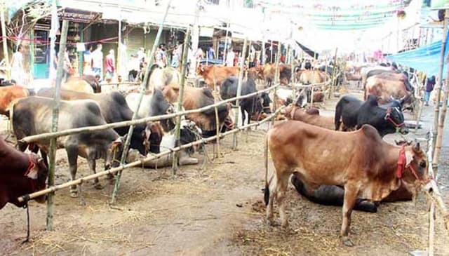 বরিশালে জমে উঠেনি কোরবানীর পশুর হাট