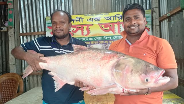১২ হাজারে এক সিলভার কার্প বিক্রি