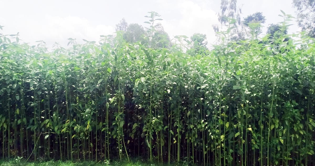 পাঁচবিবিতে পাট চাষে ঝুঁকছেন চাষীরা, বাম্পার ফলনের সম্ভাবনা