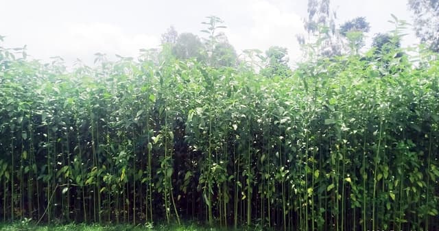 পাঁচবিবিতে পাট চাষে ঝুঁকছেন চাষীরা, বাম্পার ফলনের সম্ভাবনা