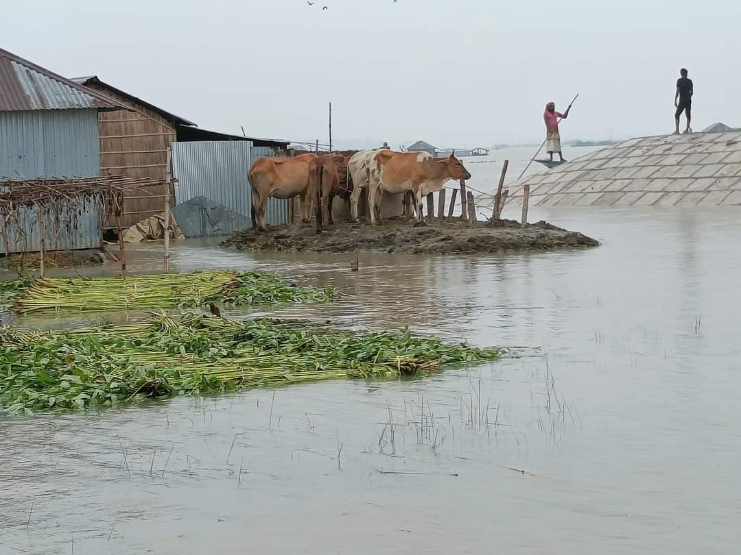 সিরাজগঞ্জের ৫ হাজার মানুষ পানিবন্দি