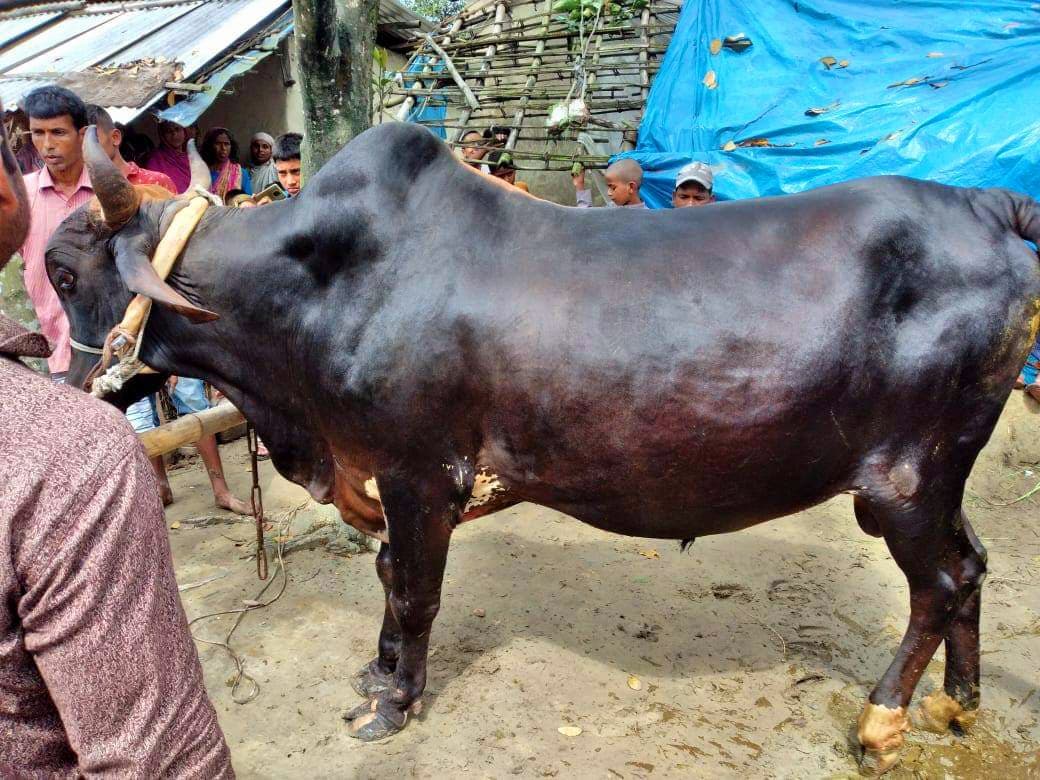 বিগ-বসের ,দাম হাঁকা হচ্ছে ২০ লাখ