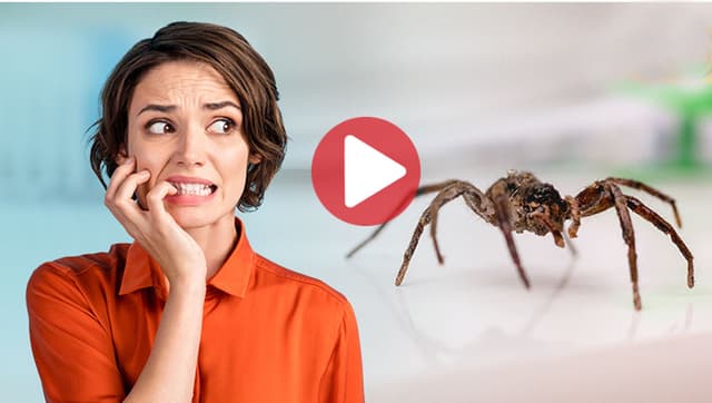 মাকড়সা তাড়াতে পুলিশের দ্বারস্থ নারী!