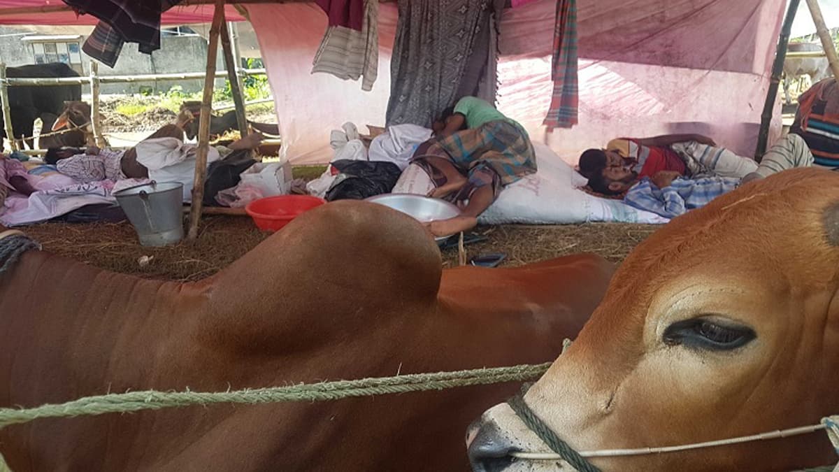 অলস সময় কাটাচ্ছেন গরুর খামারি ও ব্যবসায়ীরা