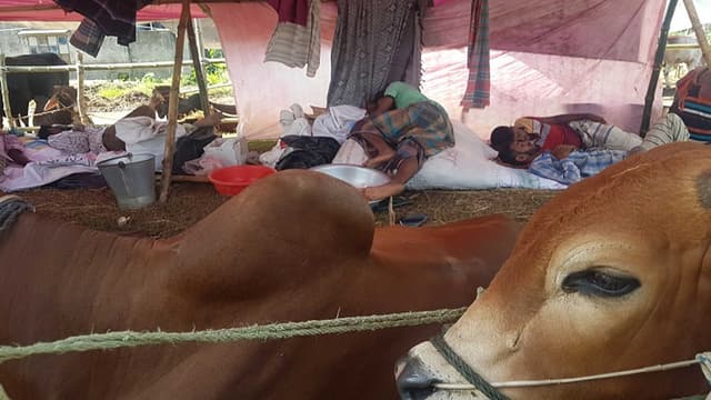 অলস সময় কাটাচ্ছেন গরুর খামারি ও ব্যবসায়ীরা