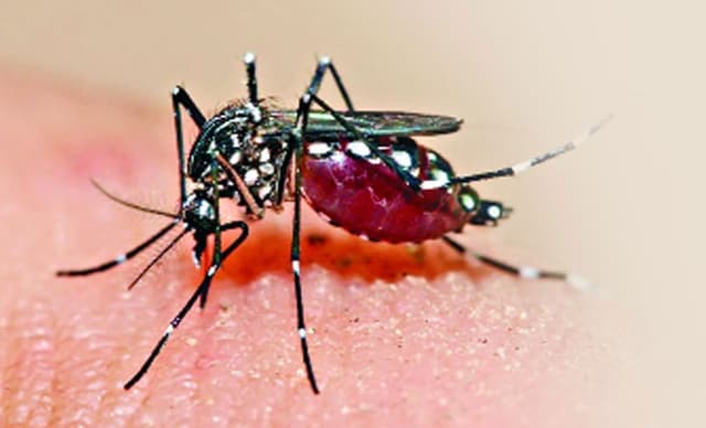 ঢাকায় একদিনে আরও ৩৬ ডেঙ্গু রোগী শনাক্ত