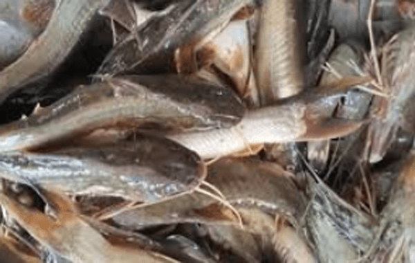 আশাশুনির হাটবাজারে অবাধে বিক্রি হচ্ছে ডিমওয়ালা মাছ