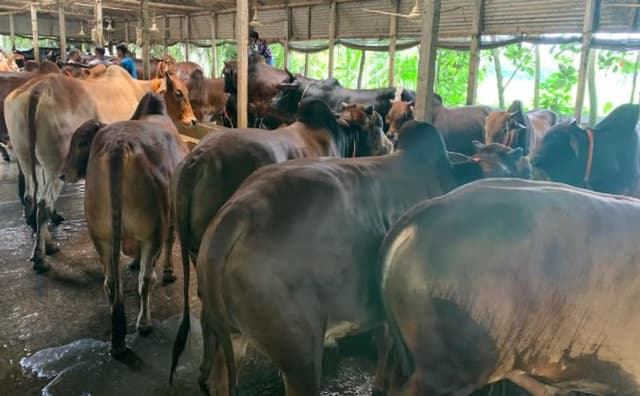 কোরবানির ঈদকে ঘিরে পশু বেচা-বিক্রি নিয়ে শংকায় খামারীরা