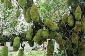 মসজিদের কাঁঠাল নিলাম নিয়ে দুই গ্রুপের সংঘর্ষ, নিহত ৩