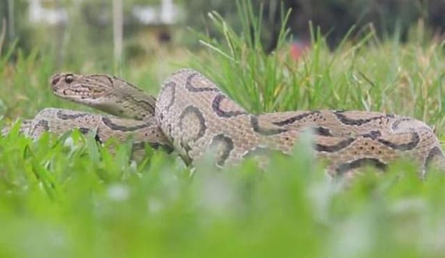 ছয় মাসে সাপের দংশনে ৩৮ জনের মৃত্যু: স্বাস্থ্য অধিদপ্তর