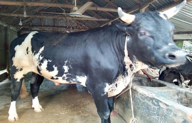 ভূরুঙ্গামারীর সীমান্ত রাজার ওজন ২৫ মণ