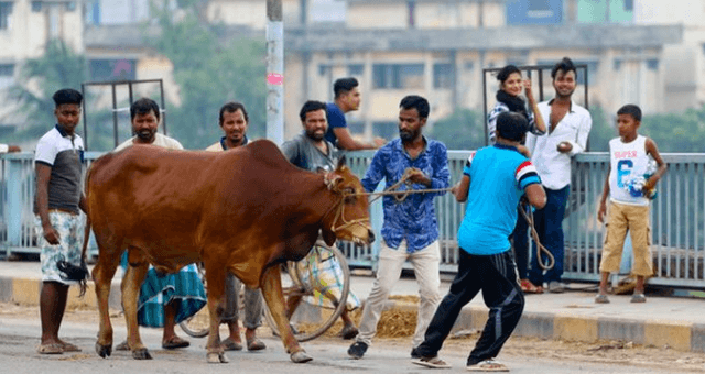 ঈদের দ্বিতীয় দিনেও চলছে পশু কোরবানি