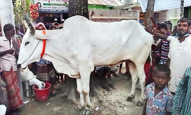 বলদ কিনলেই ছাগল ফ্রী !